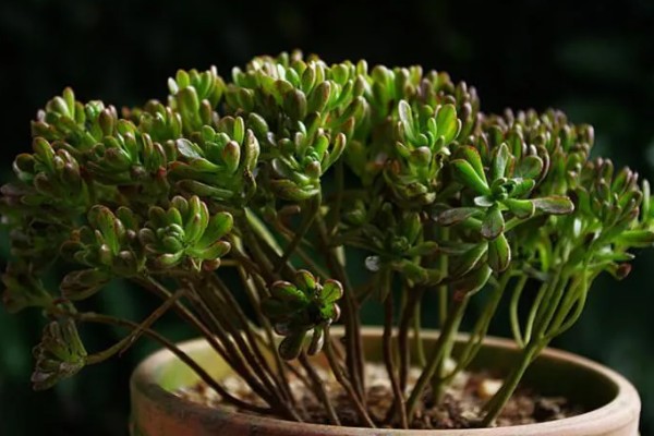 小人祭的繁殖方法，一般采取播种的方式