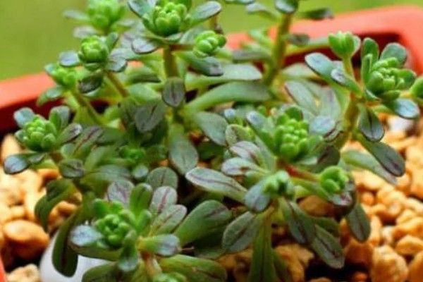 小人祭的繁殖方法，一般采取播种的方式