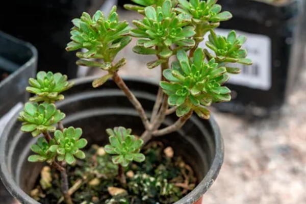 小人祭的繁殖方法，一般采取播种的方式