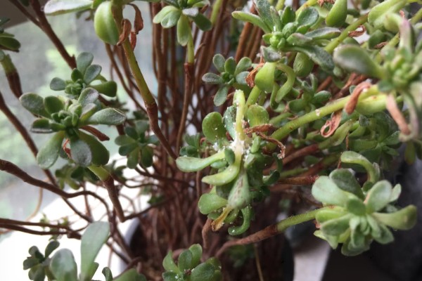 小人祭的繁殖方法，一般采取播种的方式