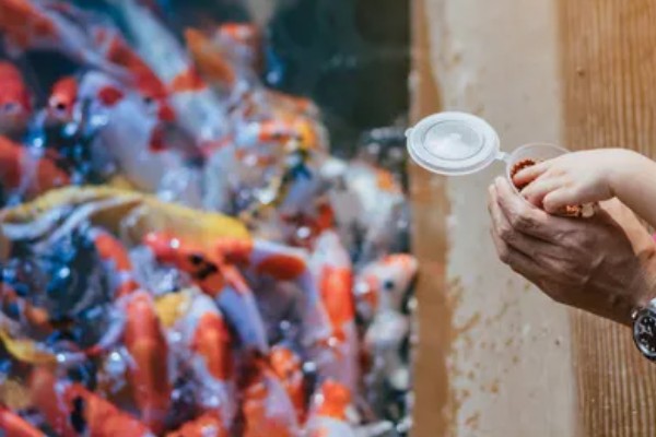 新买的锦鲤跳缸如何处理,对鱼缸加盖可以阻止它们跳出去