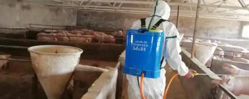 非洲猪瘟的治疗办法，只能通过预防工作防治