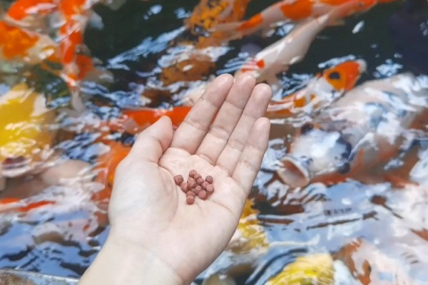 新买的锦鲤跳缸如何处理,对鱼缸加盖可以阻止它们跳出去