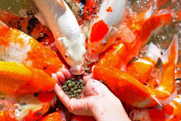 新买的锦鲤跳缸如何处理,对鱼缸加盖可以阻止它们跳出去