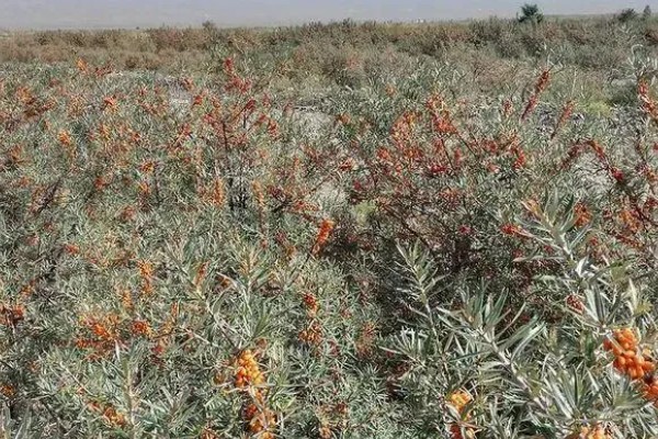 沙棘是哪种植物,是胡颓子科沙棘属植物