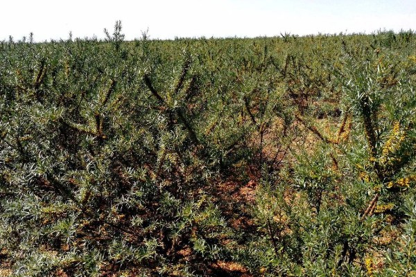 沙棘是哪种植物,是胡颓子科沙棘属植物