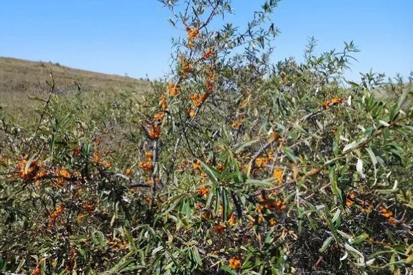 沙棘是哪种植物,是胡颓子科沙棘属植物