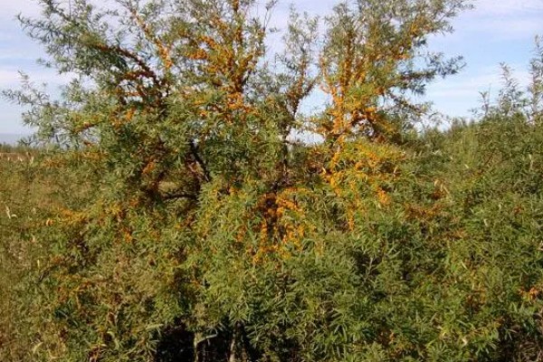 沙棘是哪种植物,是胡颓子科沙棘属植物