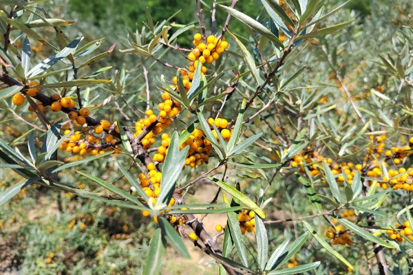 沙棘是哪种植物,是胡颓子科沙棘属植物
