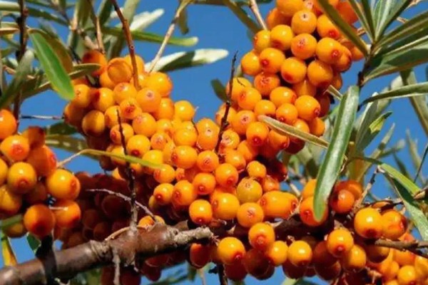 沙棘是哪种植物,是胡颓子科沙棘属植物