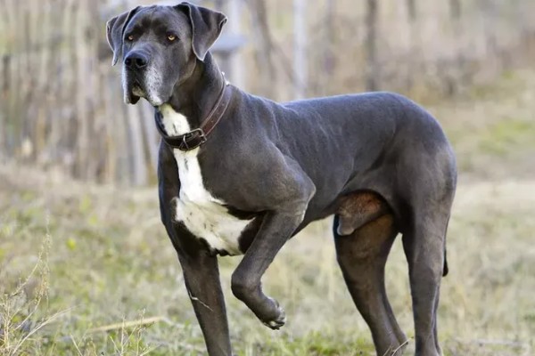 大丹犬如何选购，选择皮毛柔顺光滑的