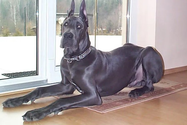 大丹犬如何选购，选择皮毛柔顺光滑的