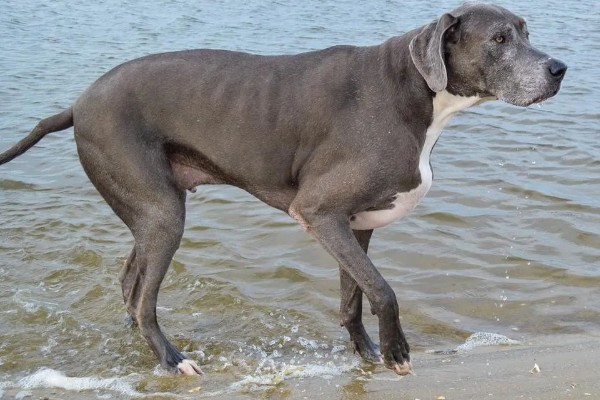 大丹犬如何选购，选择皮毛柔顺光滑的