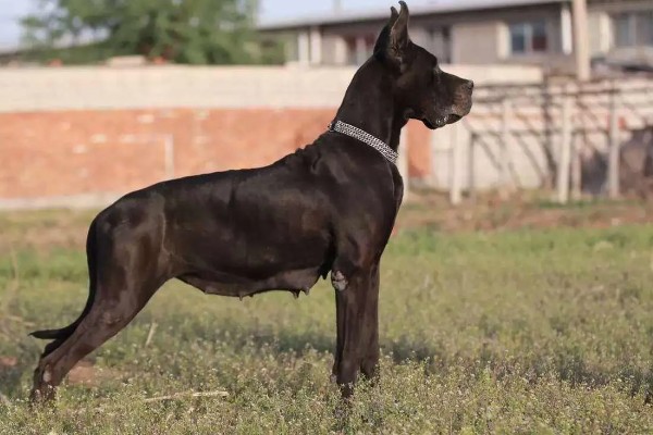 大丹犬如何选购，选择皮毛柔顺光滑的