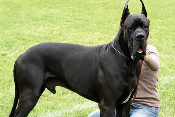 大丹犬如何选购，选择皮毛柔顺光滑的