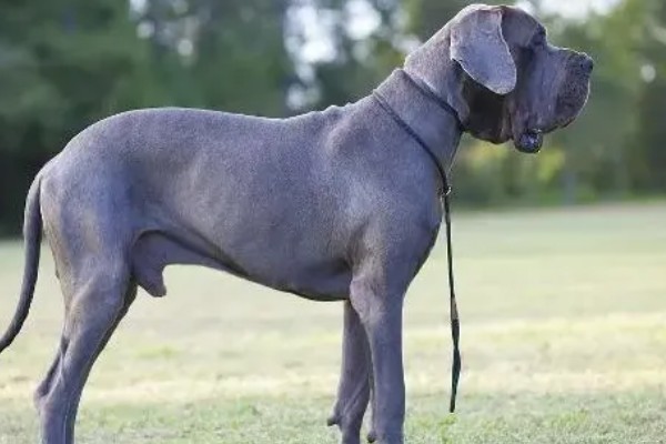 大丹犬如何选购，选择皮毛柔顺光滑的