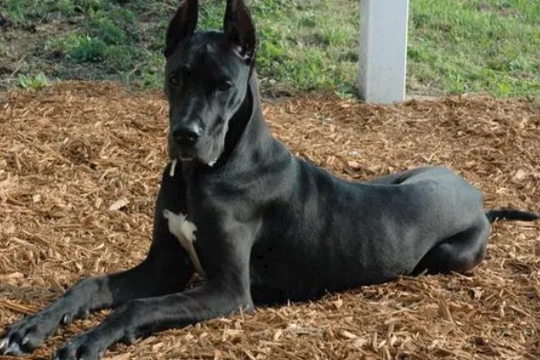 大丹犬如何选购，选择皮毛柔顺光滑的