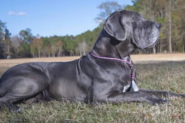 大丹犬如何选购，选择皮毛柔顺光滑的