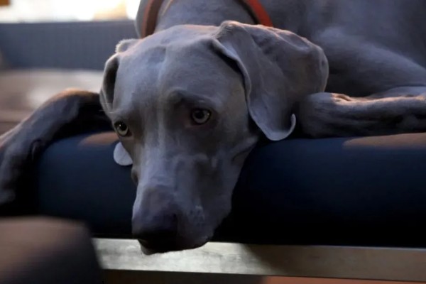 大丹犬如何选购，选择皮毛柔顺光滑的