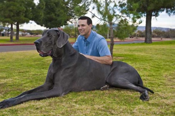 大丹犬如何选购，选择皮毛柔顺光滑的