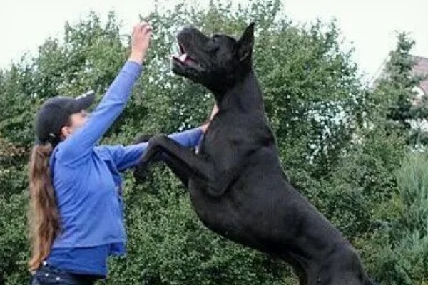 大丹犬如何选购，选择皮毛柔顺光滑的