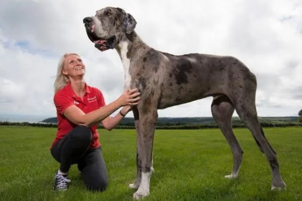 大丹犬如何选购，选择皮毛柔顺光滑的