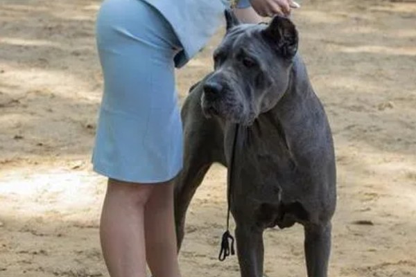 大丹犬如何选购，选择皮毛柔顺光滑的