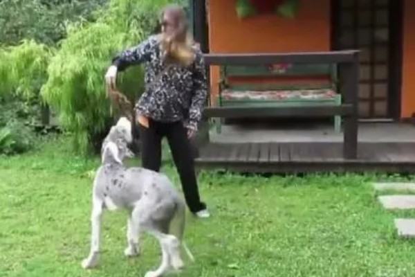 大丹犬如何选购，选择皮毛柔顺光滑的