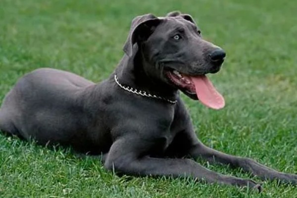 大丹犬如何选购，选择皮毛柔顺光滑的