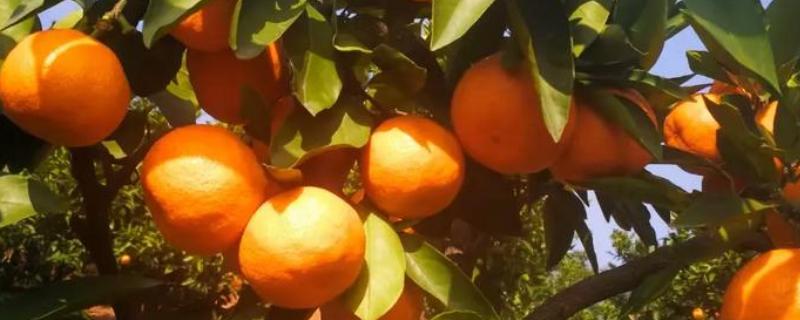 纽荷尔脐橙苗种植几年挂果，三年开始挂果