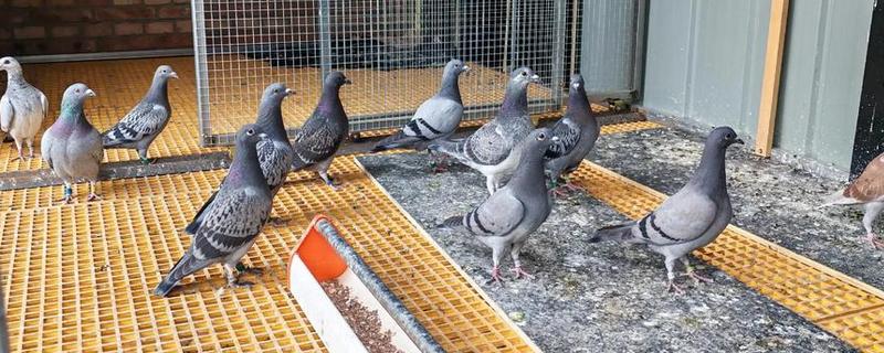 养鸽子的成本和利润，10对肉鸽的引种成本大约为200元