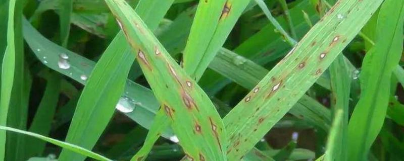 水稻穗颈瘟怎么防治，不要偏施或迟施氮肥