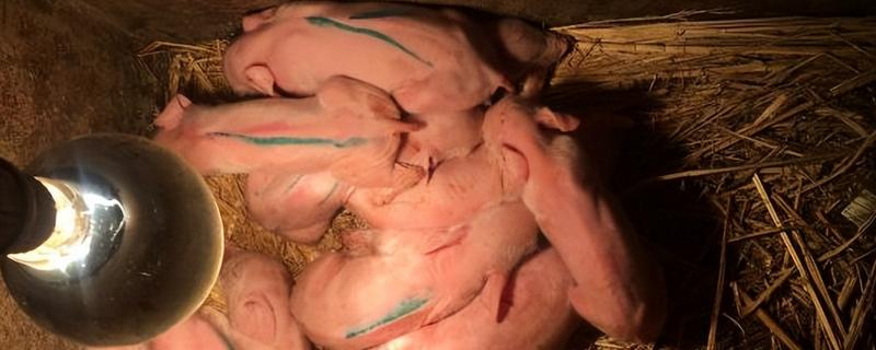 猪拉稀脱水如何处理，饲喂仔痢克具有疗效