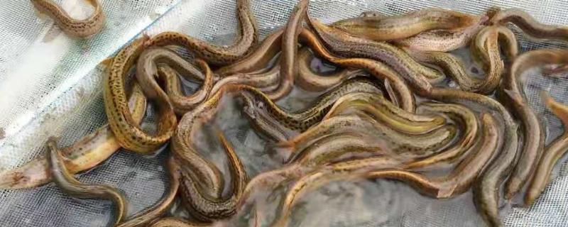 泥鳅的保存方法，用保鲜袋装好放入冰箱中冷藏