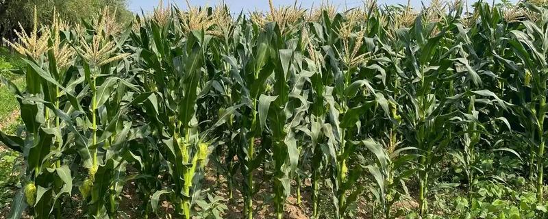 玉米宽窄行种植对品种的要求，要选择综合抗性好的品种
