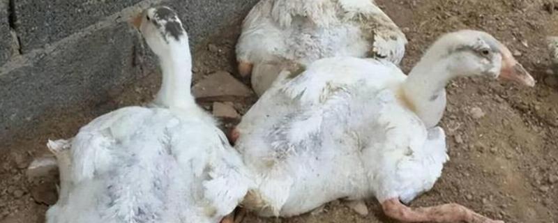 鹅副伤寒怎么处理，生蛋前使用甲醛菌苗肌肉注射治疗