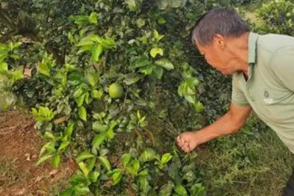 疏花疏果的意思,是指人为摘除生长过多的花芽和幼果