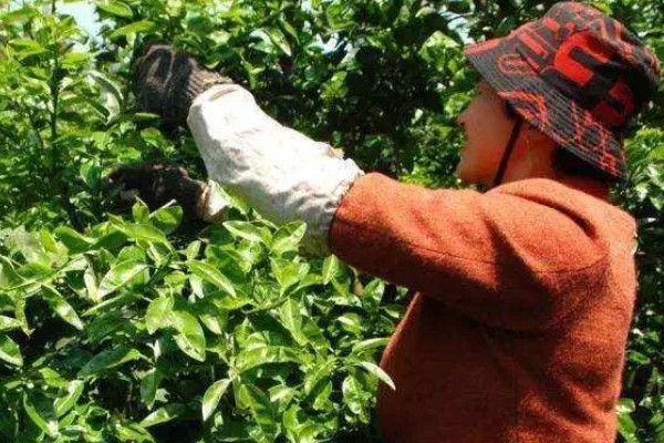 疏花疏果的意思,是指人为摘除生长过多的花芽和幼果