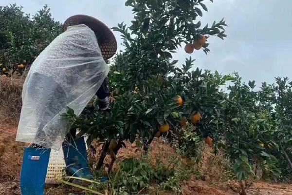 疏花疏果的意思,是指人为摘除生长过多的花芽和幼果