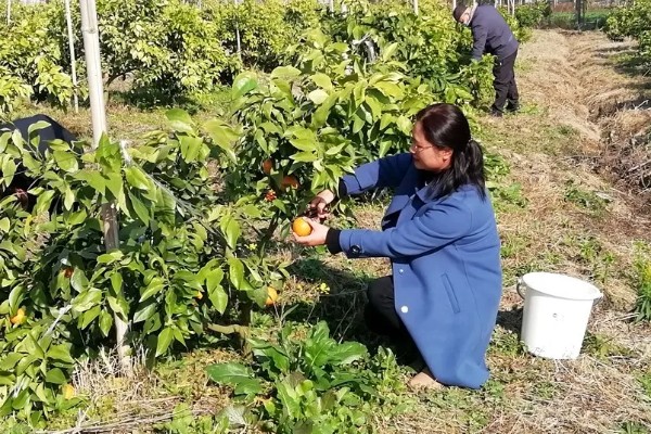 疏花疏果的意思,是指人为摘除生长过多的花芽和幼果