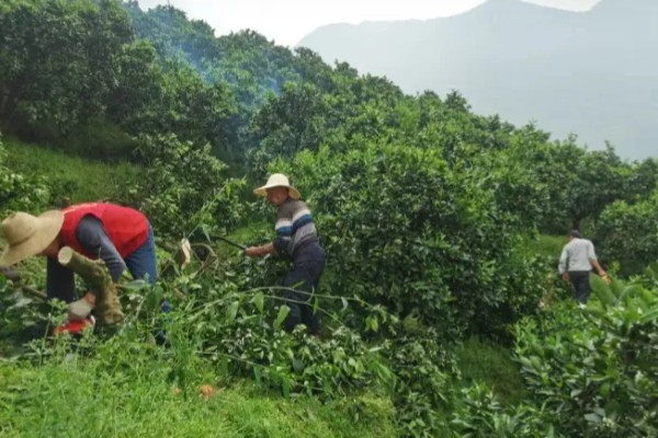疏花疏果的意思,是指人为摘除生长过多的花芽和幼果