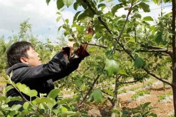 疏花疏果的意思,是指人为摘除生长过多的花芽和幼果