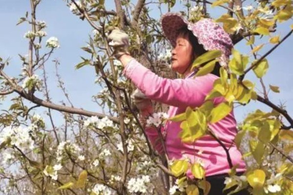 疏花疏果的意思,是指人为摘除生长过多的花芽和幼果