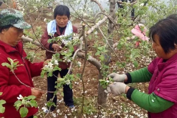 疏花疏果的意思,是指人为摘除生长过多的花芽和幼果