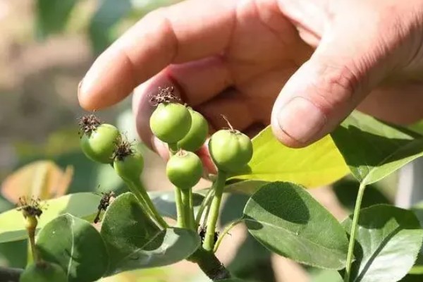 疏花疏果的意思,是指人为摘除生长过多的花芽和幼果