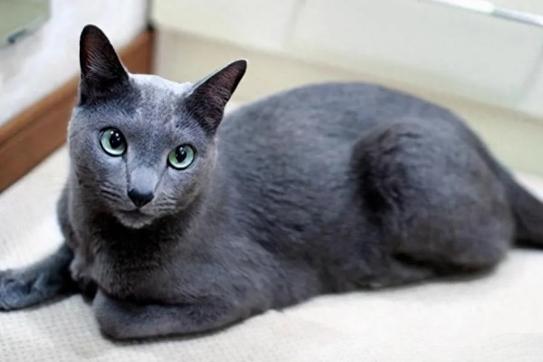 哪些品种的猫咪不会发腮,有俄罗斯蓝猫、暹罗猫、无毛猫等