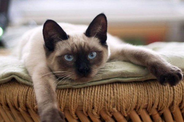 哪些品种的猫咪不会发腮,有俄罗斯蓝猫、暹罗猫、无毛猫等