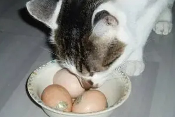 哪些品种的猫咪不会发腮,有俄罗斯蓝猫、暹罗猫、无毛猫等