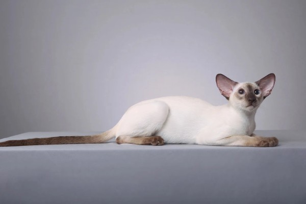 哪些品种的猫咪不会发腮,有俄罗斯蓝猫、暹罗猫、无毛猫等