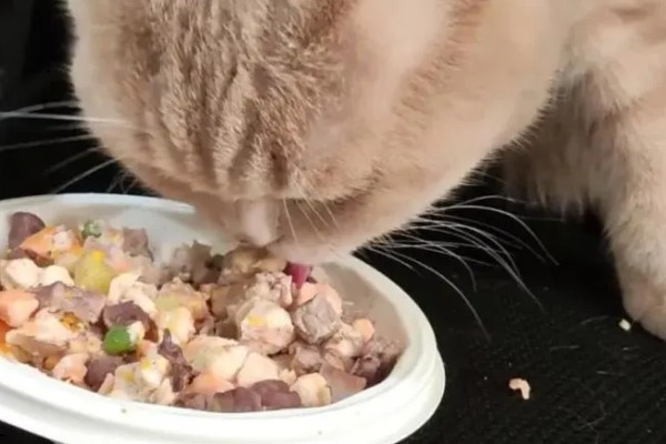 哪些品种的猫咪不会发腮,有俄罗斯蓝猫、暹罗猫、无毛猫等